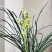 兰花/种植野生兰花/河南信阳浉河区种植兰花大量上市