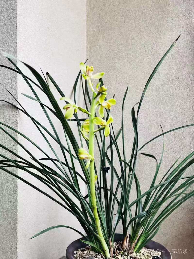 兰花/种植野生兰花/河南信阳浉河区种植兰花大量上市