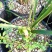 兰花/种植野生兰花/河南信阳浉河区种植兰花大量上市