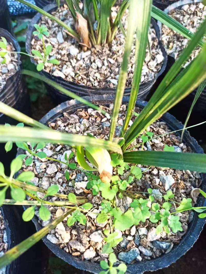 兰花/种植野生兰花/河南信阳浉河区种植兰花大量上市