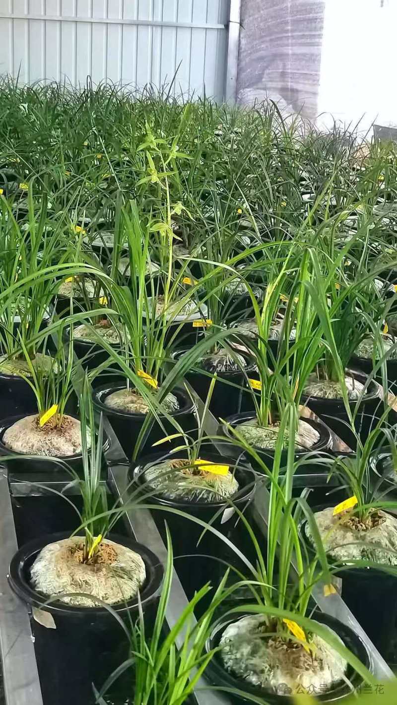 兰花/种植野生兰花/河南信阳浉河区种植兰花大量上市