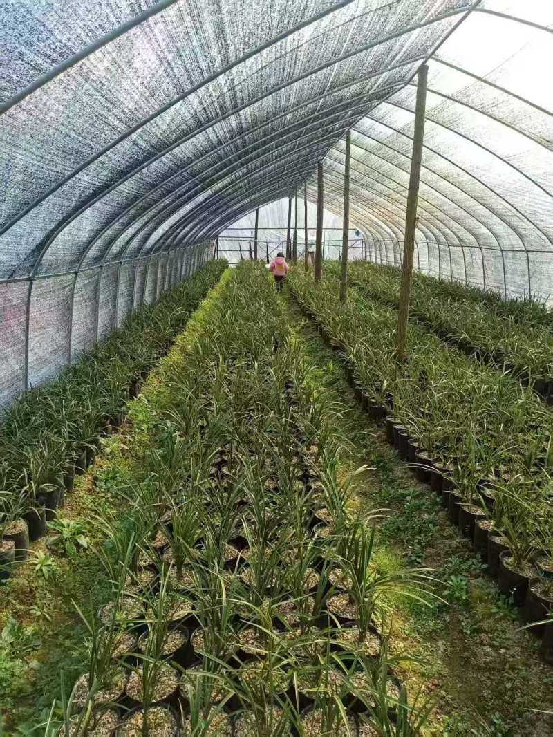 兰花/种植野生兰花/河南信阳浉河区种植兰花大量上市