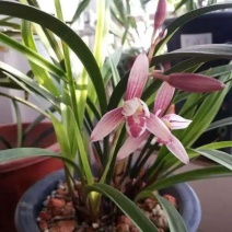 兰花/种植野生兰花/河南信阳浉河区种植兰花大量上市