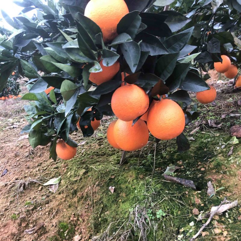 大量纽荷尔脐橙上市，口感醇甜，产地直销，一件代发、