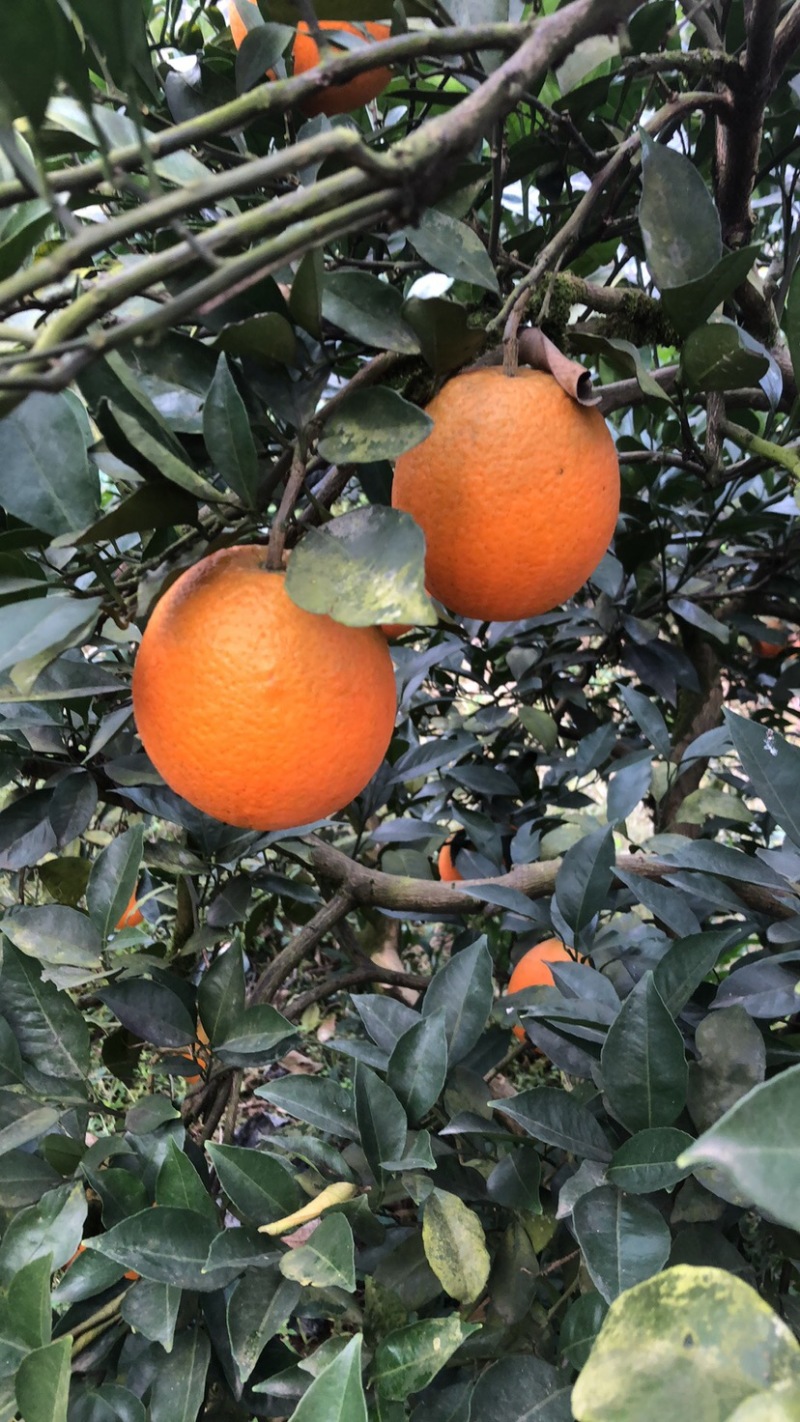 大量纽荷尔脐橙上市，口感醇甜，产地直销，一件代发、