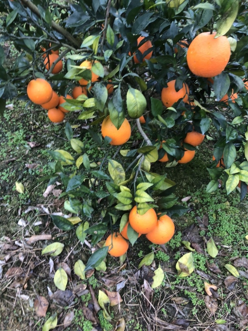 大量纽荷尔脐橙上市，口感醇甜，产地直销，一件代发、