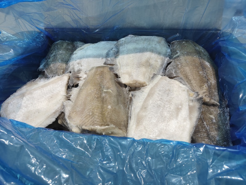 鲽鱼比目鱼考察家鲽鱼深海鱼单重1斤左右
