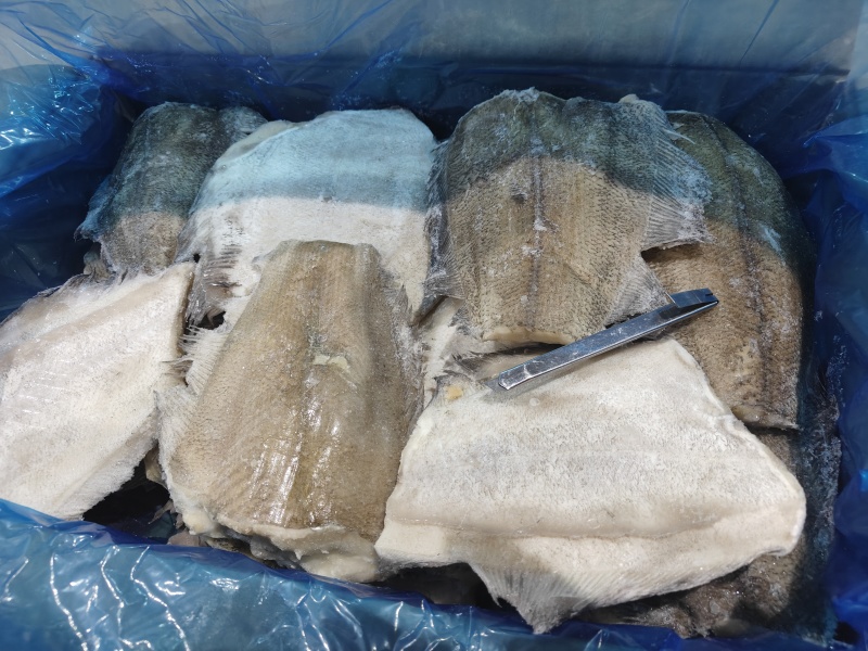 鲽鱼比目鱼考察家鲽鱼深海鱼单重1斤左右