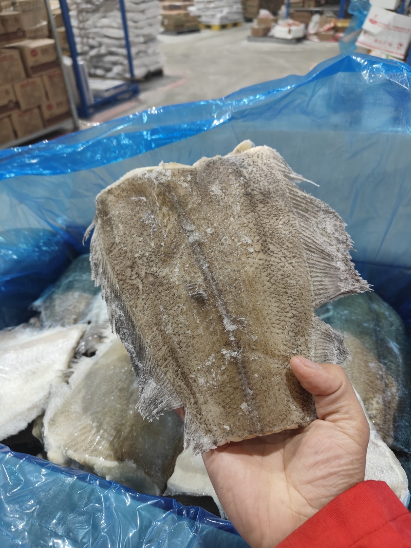 鲽鱼比目鱼考察家鲽鱼深海鱼单重1斤左右