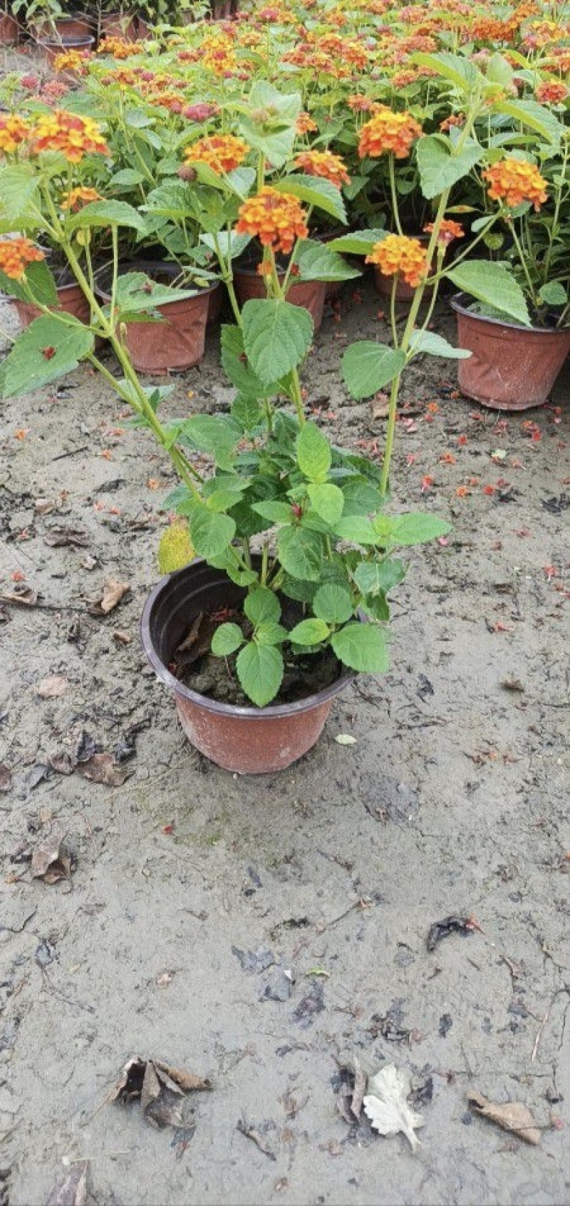 五色梅容器苗，大小杯各种规格，基地常年直销。