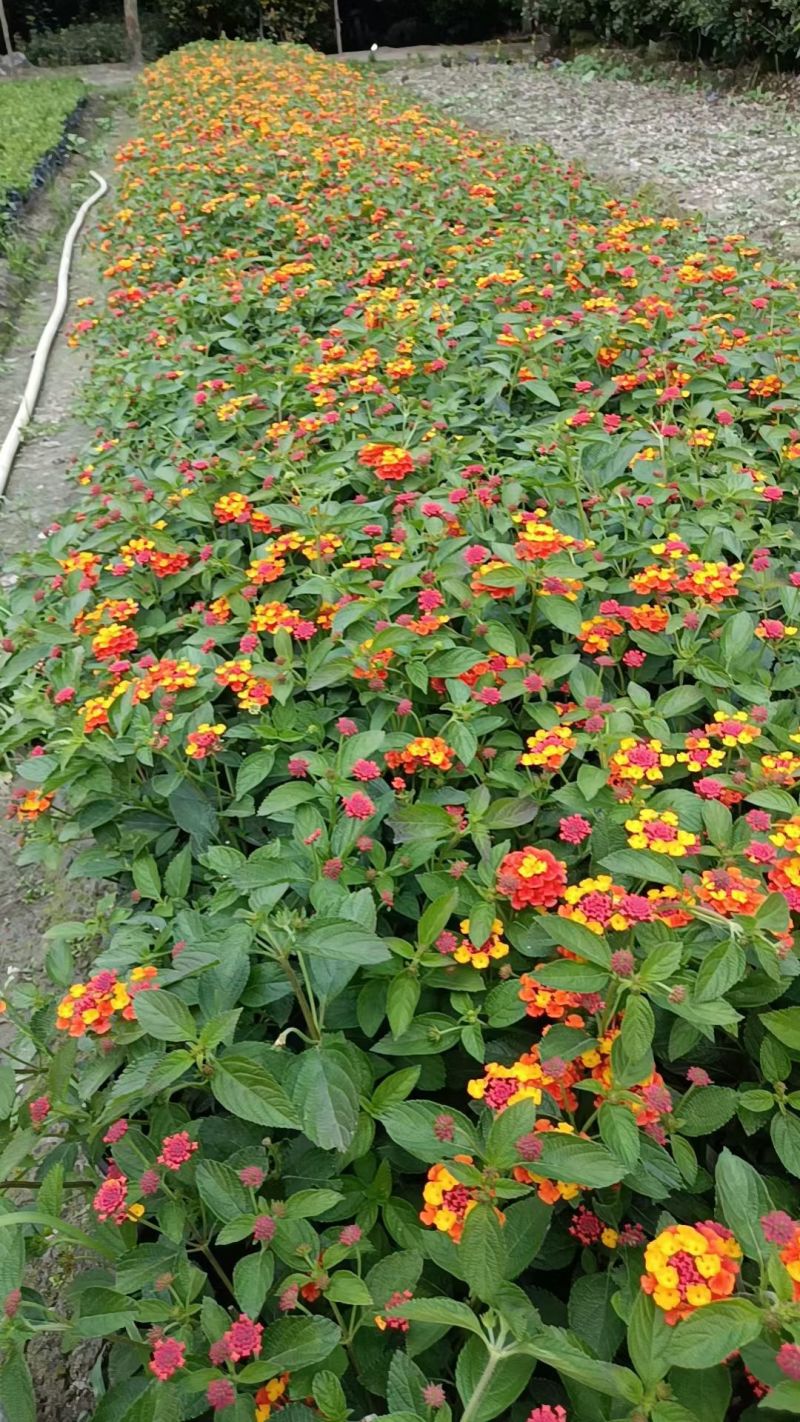 五色梅容器苗，大小杯各种规格，基地常年直销。