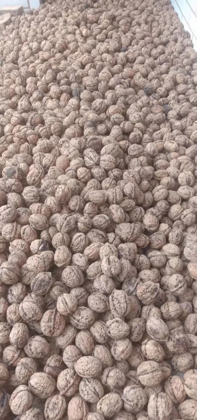 楚雄大姚核桃