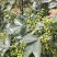 重庆江津花椒