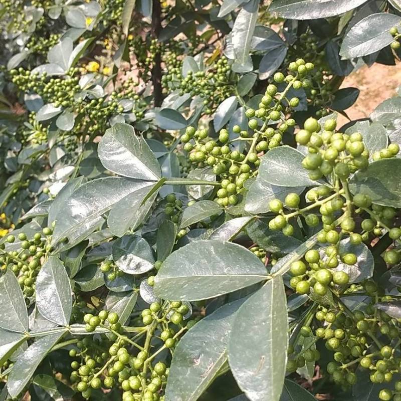 重庆江津花椒