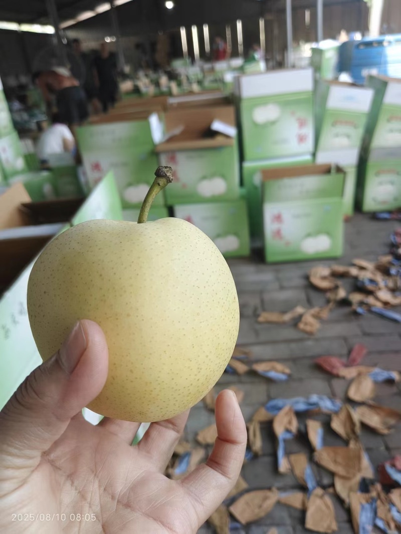 河北皇冠梨常年冷库大量供应，保质保量代发全国可视频看
