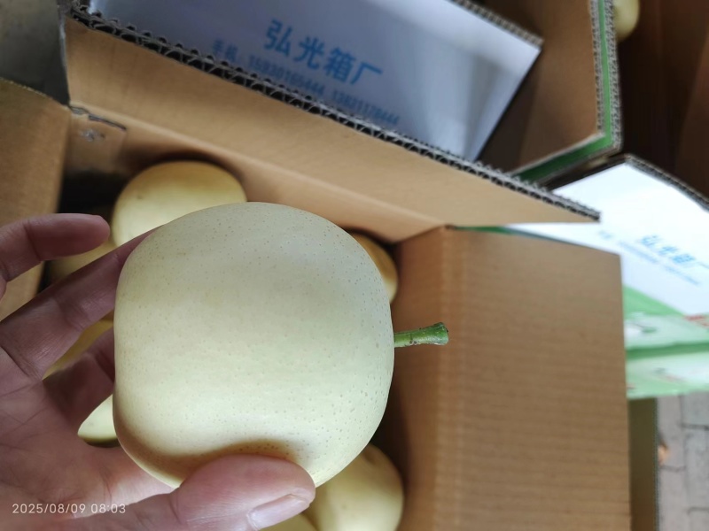河北皇冠梨常年冷库大量供应，保质保量代发全国可视频看