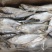 刺鱼海鲫鱼深海小体型鱼类箱装5公斤今年新货