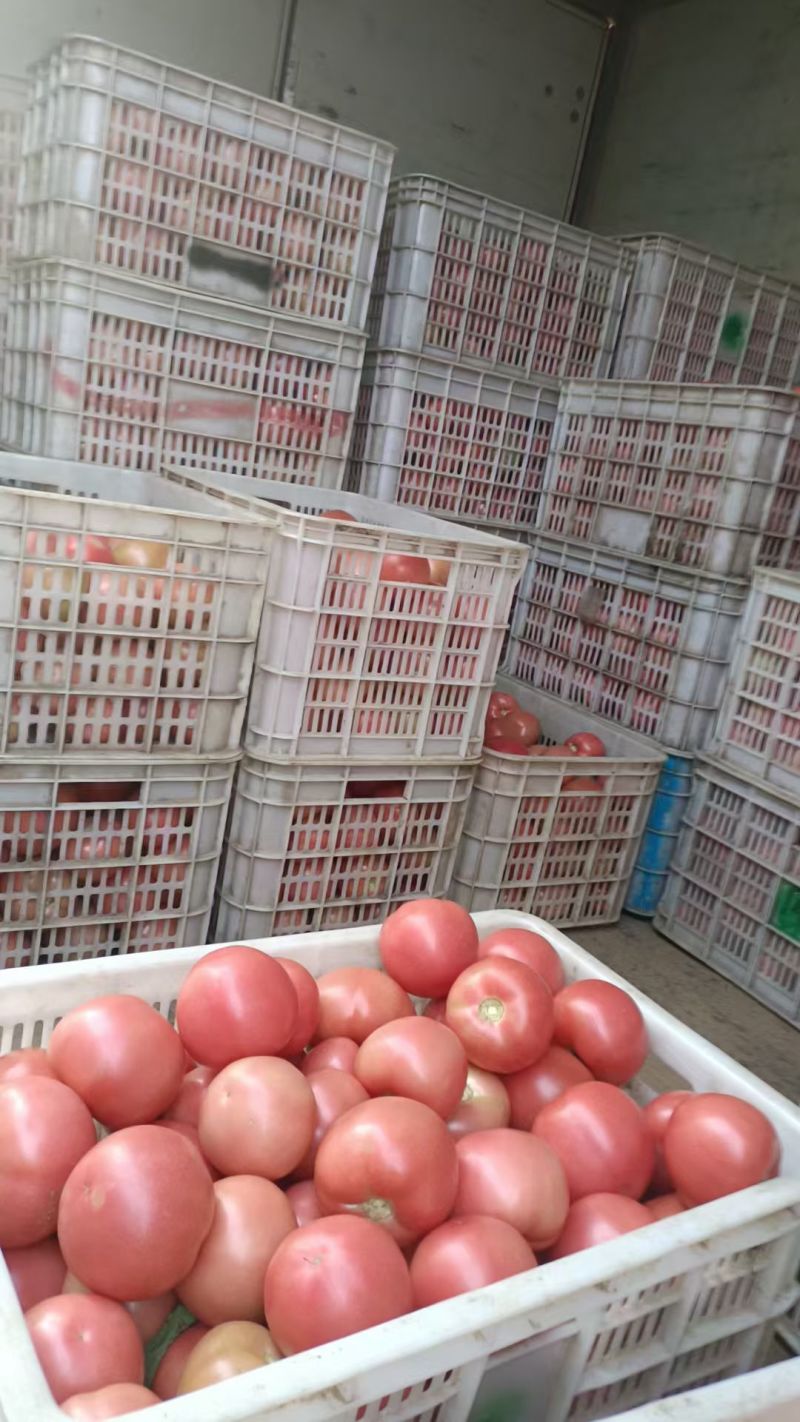 万亩暖棚西红柿上市，