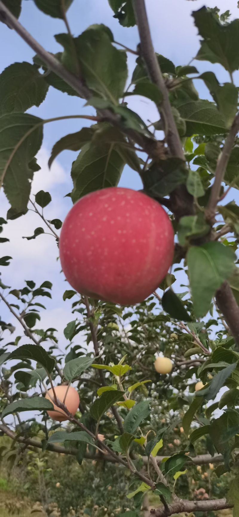 高海拔糖度高脆口价格可议