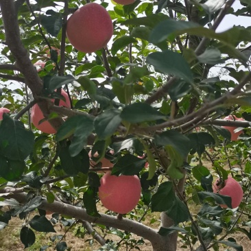 高海拔糖度高脆口价格可议