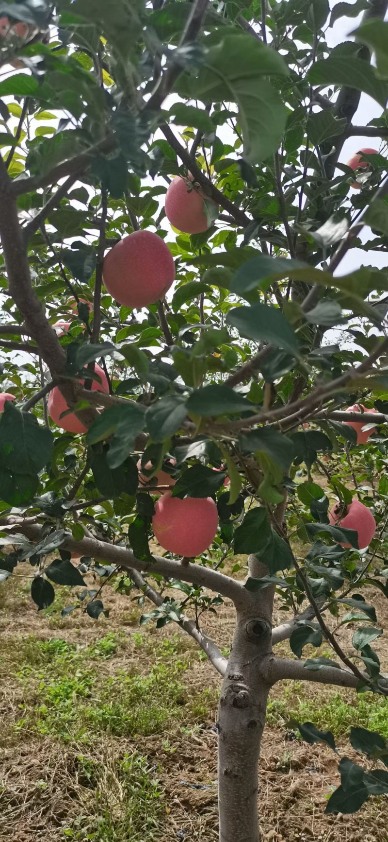 高海拔糖度高脆口价格可议