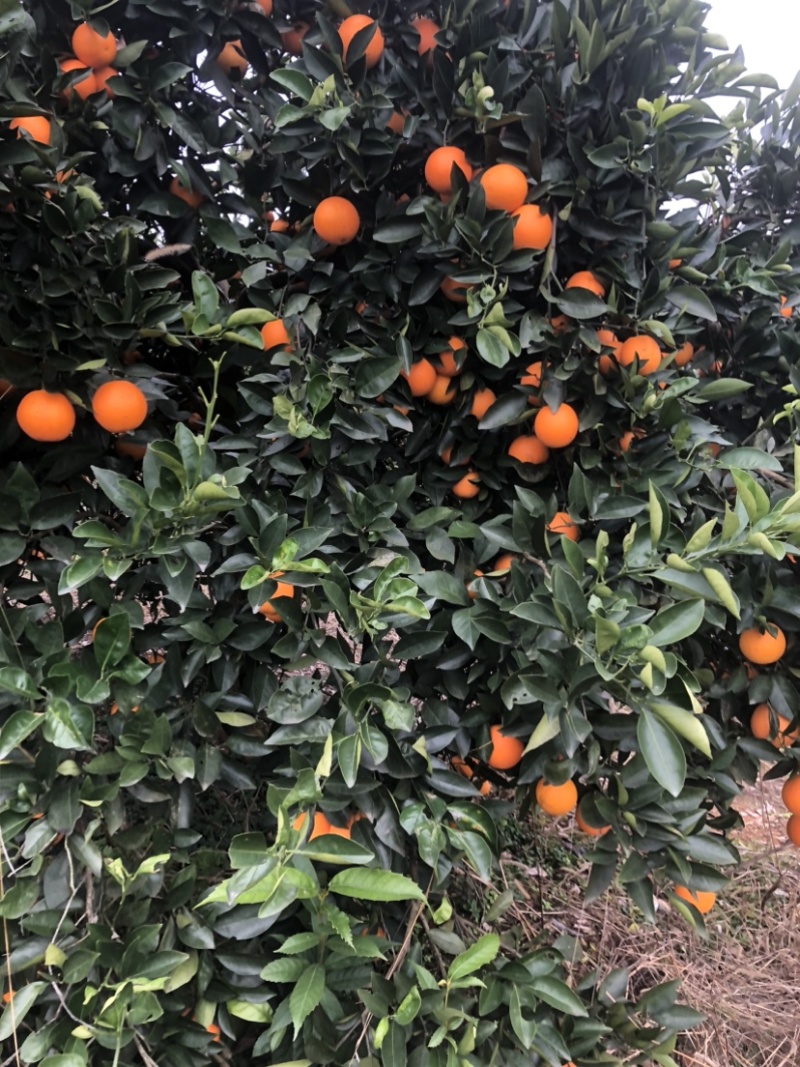 十一月份大量冰糖橙上市中，口感醇甜，***任何防腐剂，