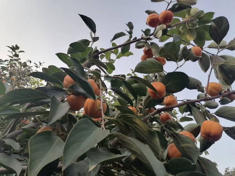 火葫芦柿子