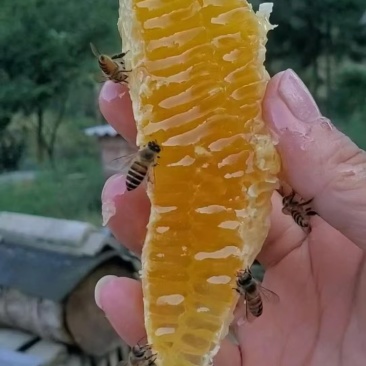 贵州深山百花蜜（现货200斤）