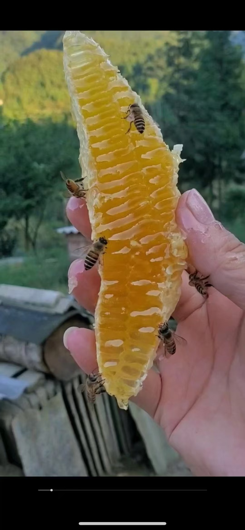 贵州深山百花蜜（现货200斤）