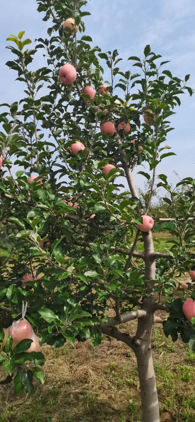 高海拔糖度高脆口价格可议