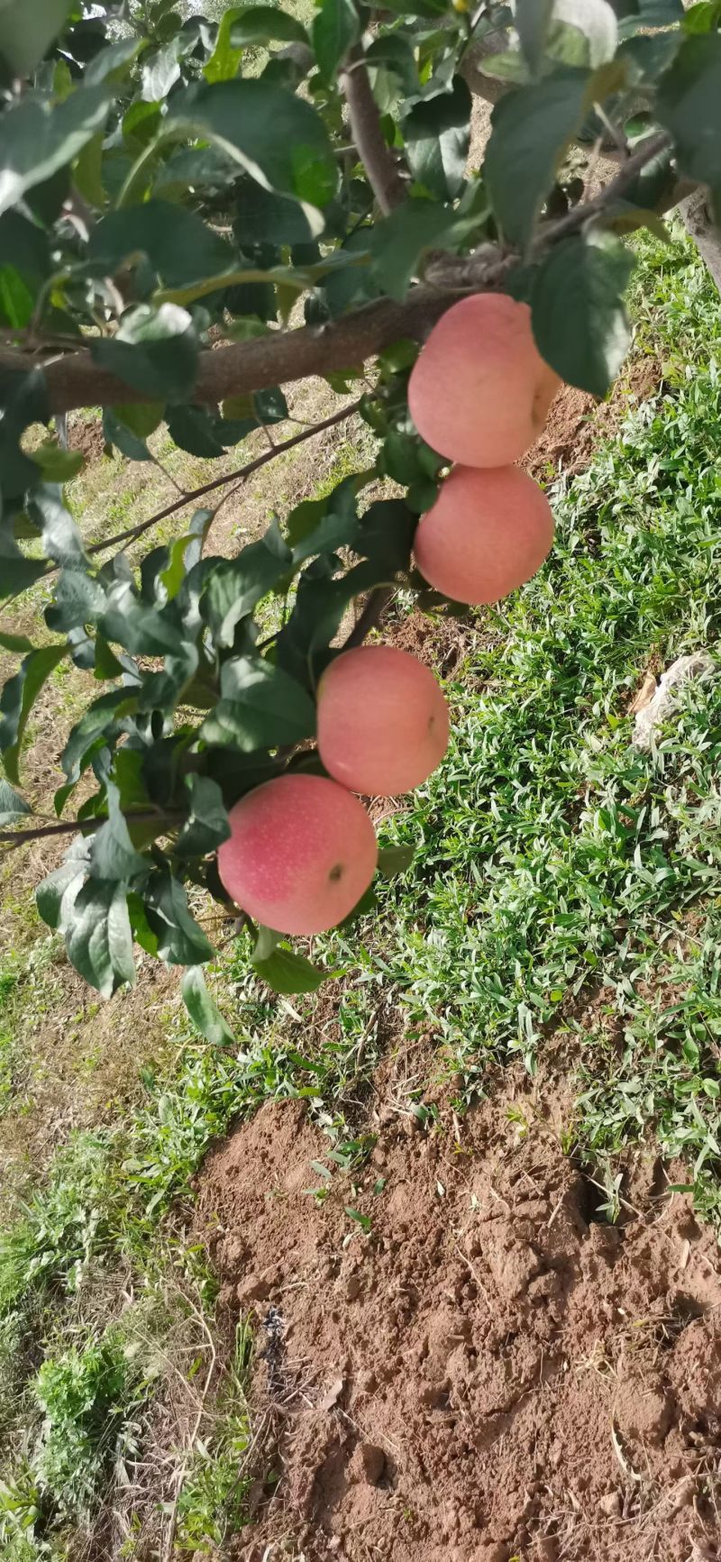 高海拔糖度高脆口价格可议