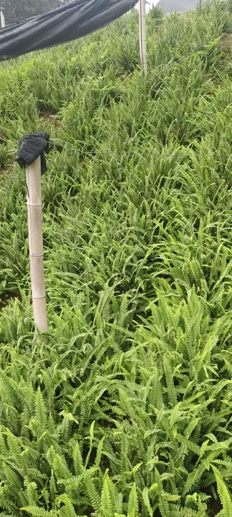 肾蕨