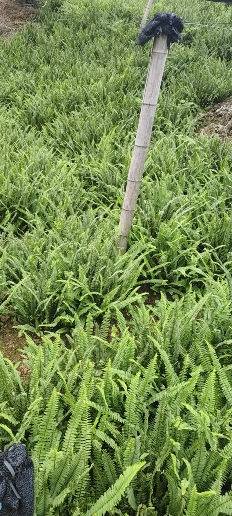 肾蕨