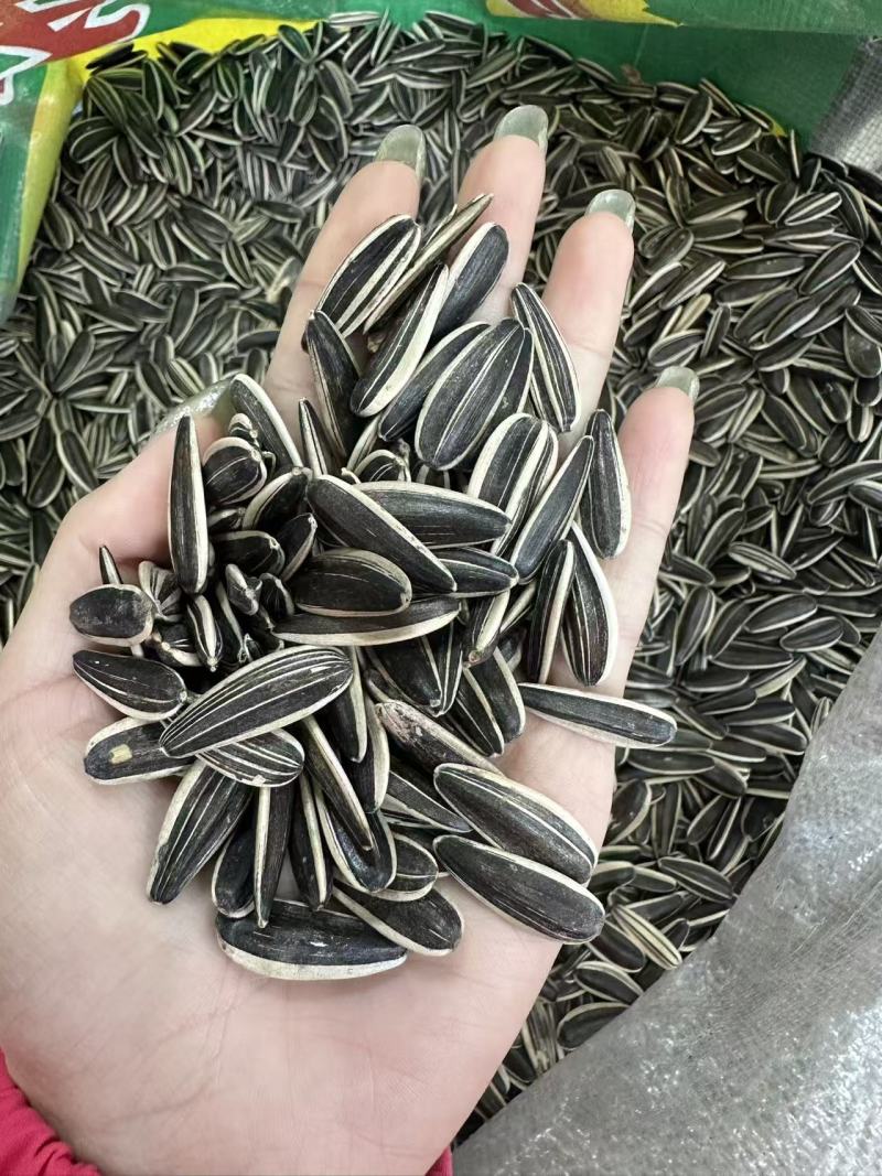 内蒙古多伦县葵花同辉18