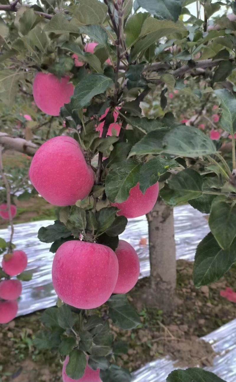 高海拔糖度高脆口价格可议