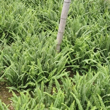 肾蕨