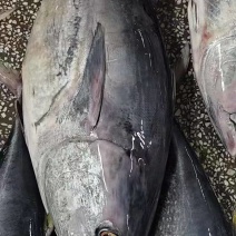 金枪鱼，炮弹鱼