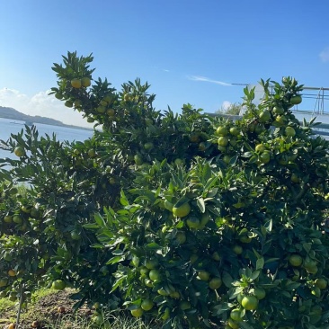 宁海特早蜜橘15000斤
