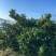 宁海特早蜜橘15000斤