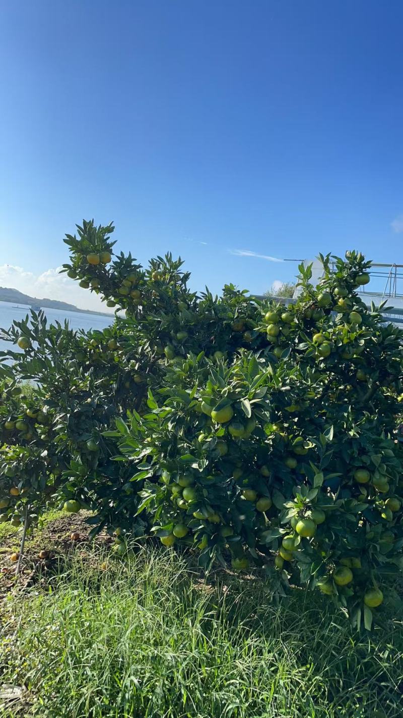 宁海特早蜜橘15000斤