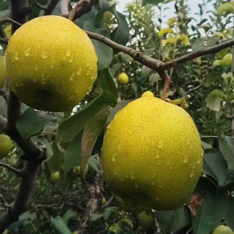 赵县精品雪花梨，沙土地，老树果，下树晚，糖度大。欢迎采购