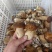 牛肝菌【出口货内销货】美味白牛肝菌烘烤片干货原产地批发
