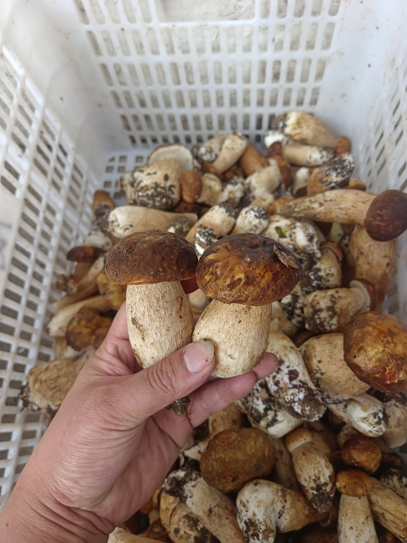 牛肝菌【出口货内销货】美味白牛肝菌烘烤片干货原产地批发