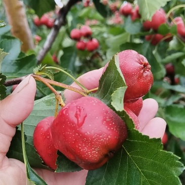 山楂种植基地大五菱，大金星，甜红子，八月红。。歪把红