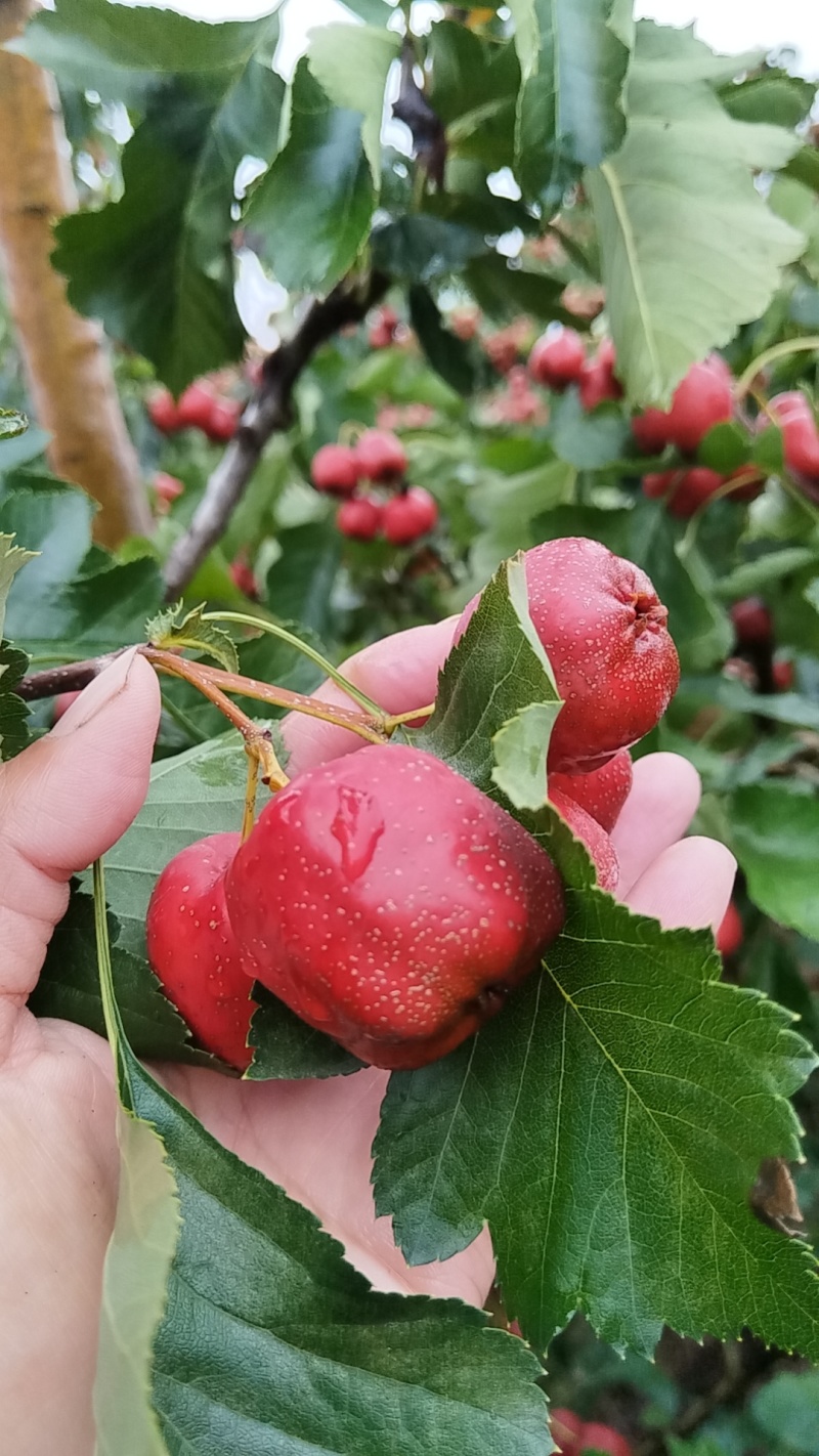 山楂种植基地大五菱，大金星，甜红子，八月红。。歪把红