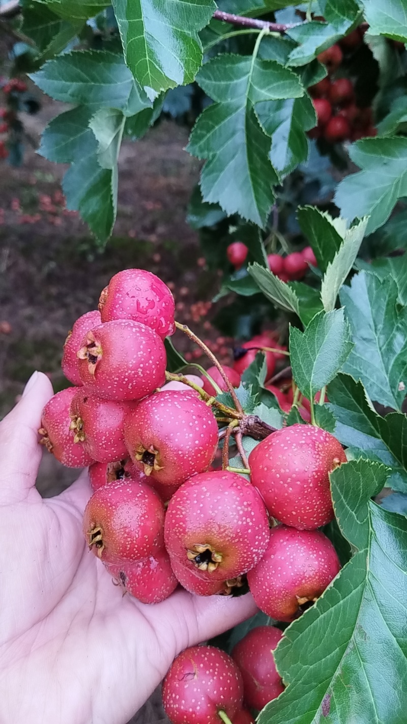 山楂种植基地大五菱，大金星，甜红子，八月红。。歪把红