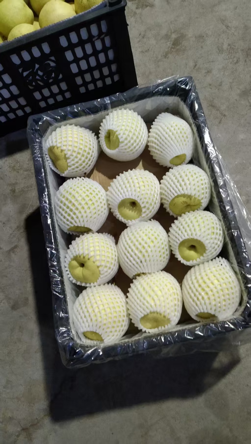 赵县精品雪花梨，沙土地，老树果，下树晚，糖度大。欢迎采购