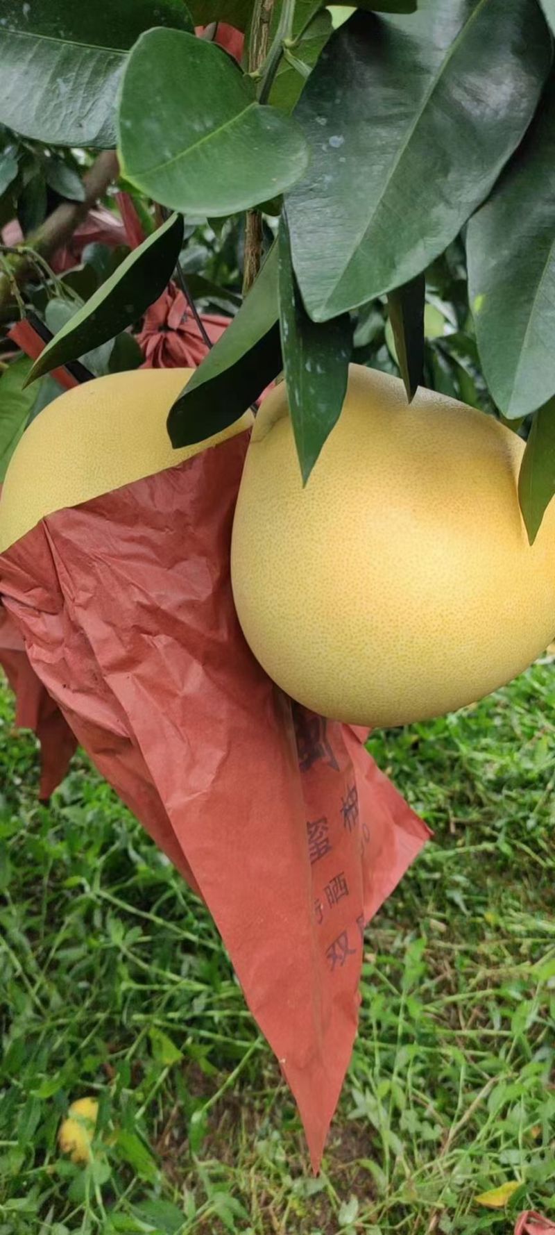 《福建白柚》琯溪蜜柚/三红柚子/品种齐全/电商团购便宜