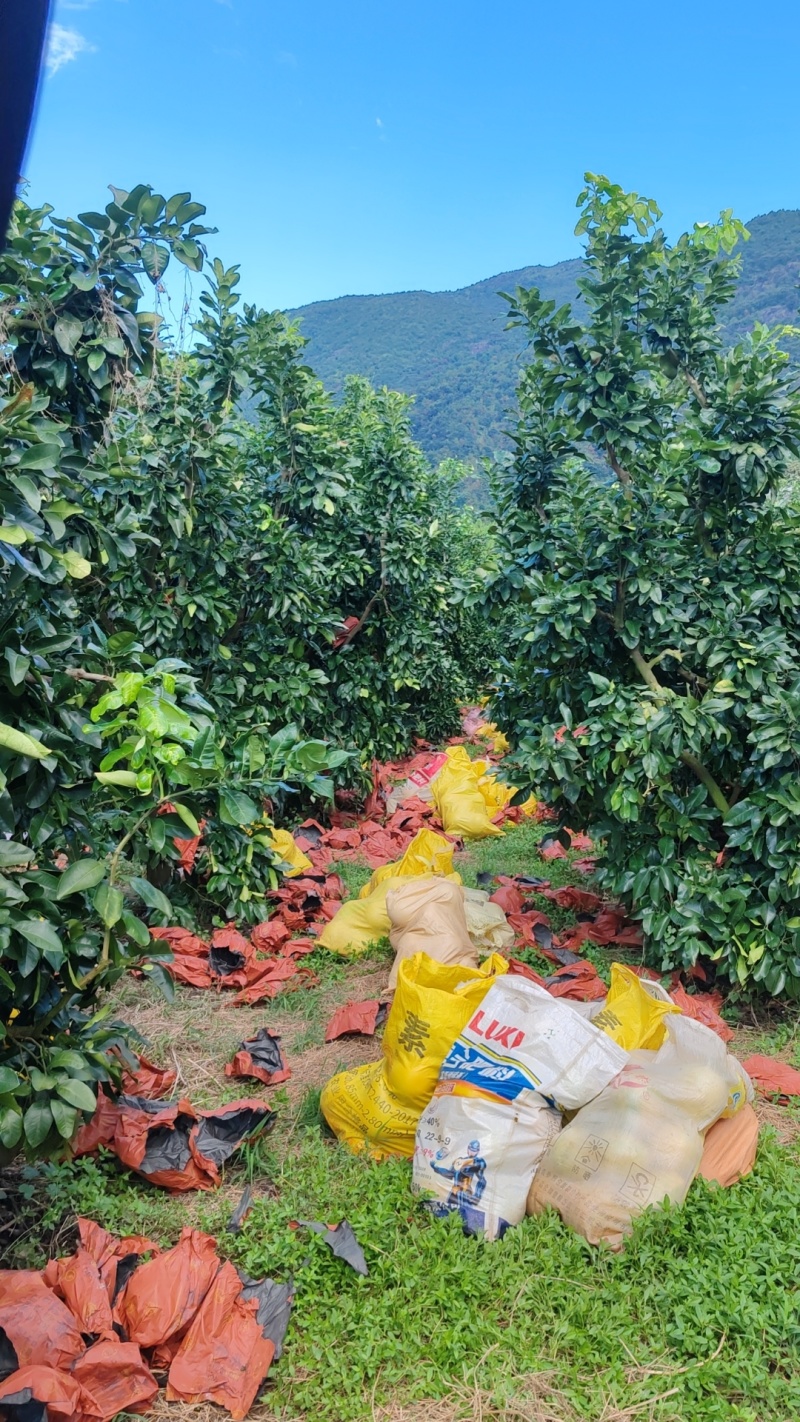 《福建白柚》琯溪蜜柚/三红柚子/品种齐全/电商团购便宜