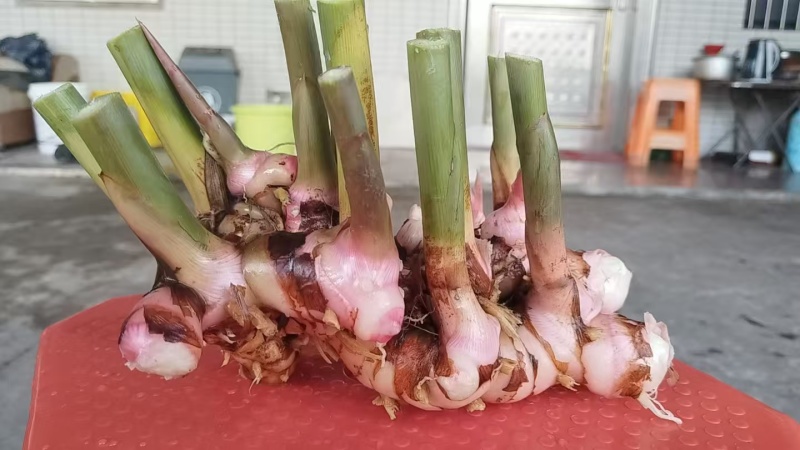 南姜大量上市欢迎来电采购量大从优可视频看货